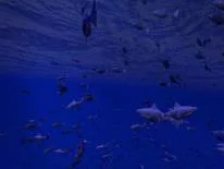 Astuces de Be a Fish - VR Simulator pour Android e iPhone